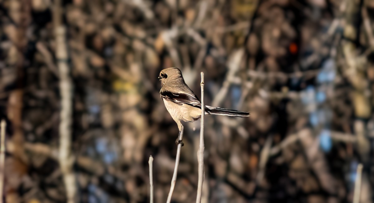 Northern Shrike - ML644876630
