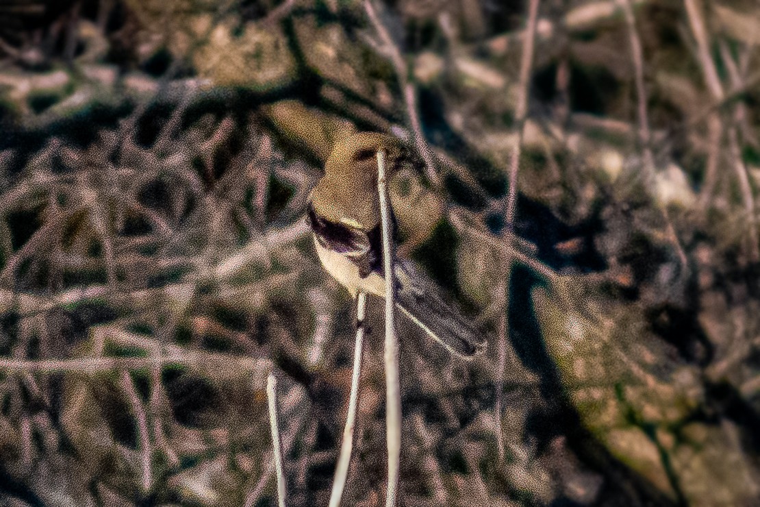 Northern Shrike - ML644876632