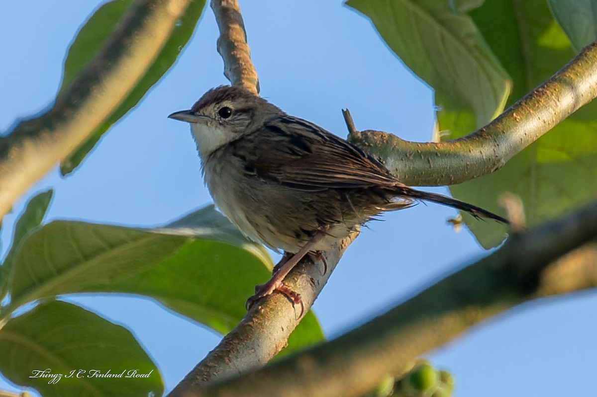 nymfesanger - ML644876635