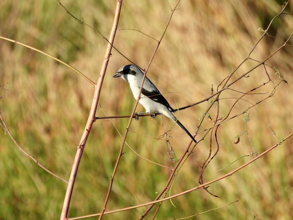 Loggerhead Shrike - ML644876641