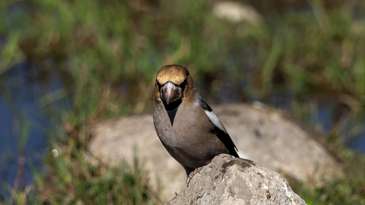 Hawfinch - ML644876649