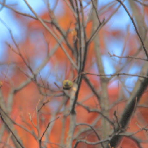 Altın İskete - ML644876650