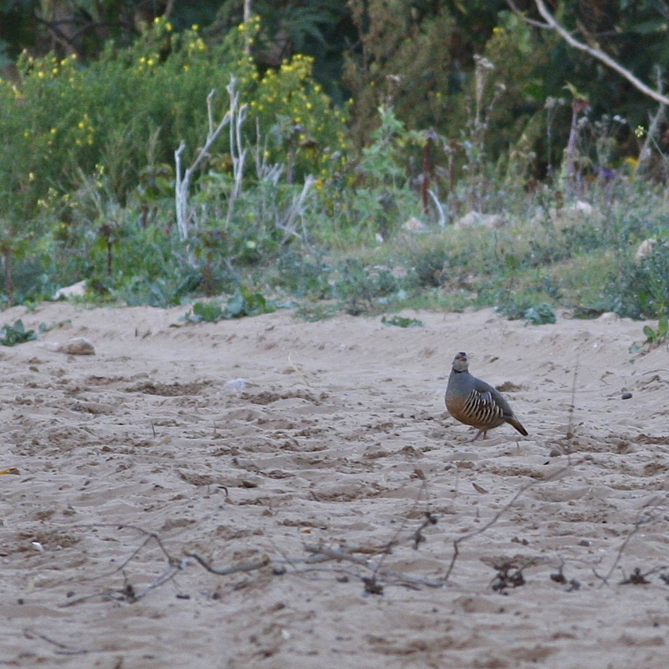 Barbary Partridge - ML644876651