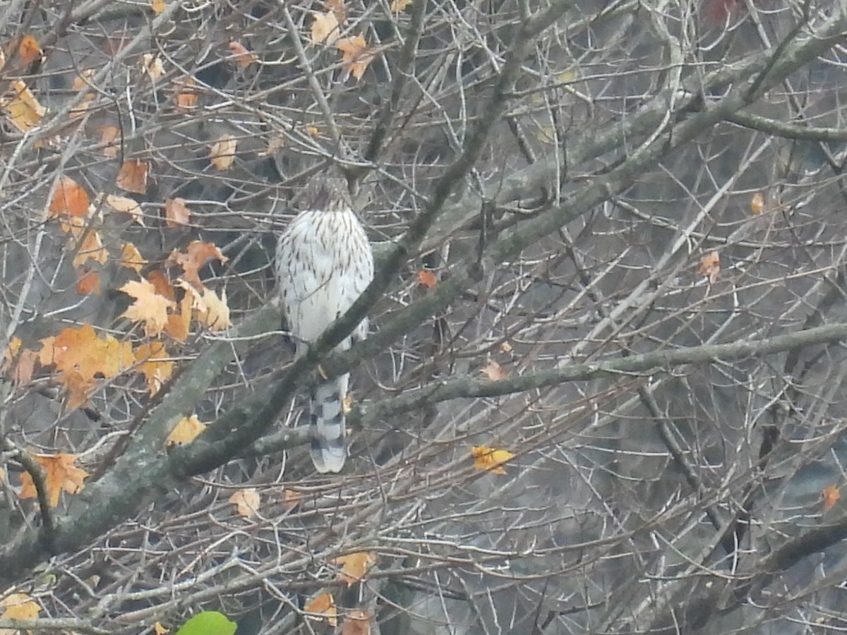 Cooper's Hawk - ML644876654