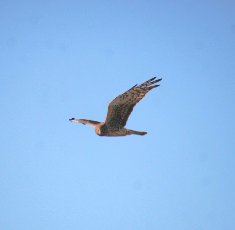 moták severoamerický - ML644876658