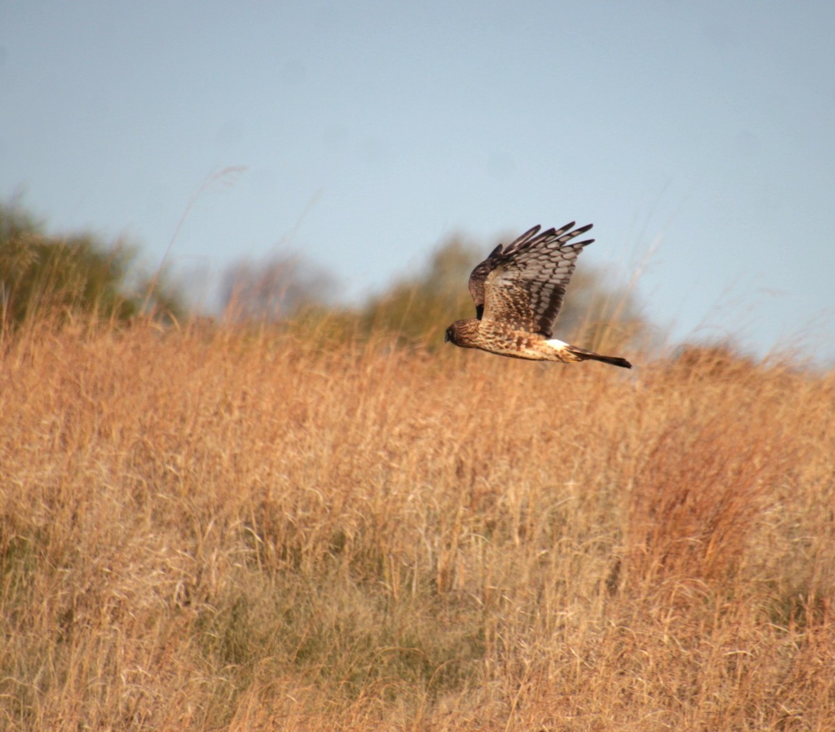 moták severoamerický - ML644876659