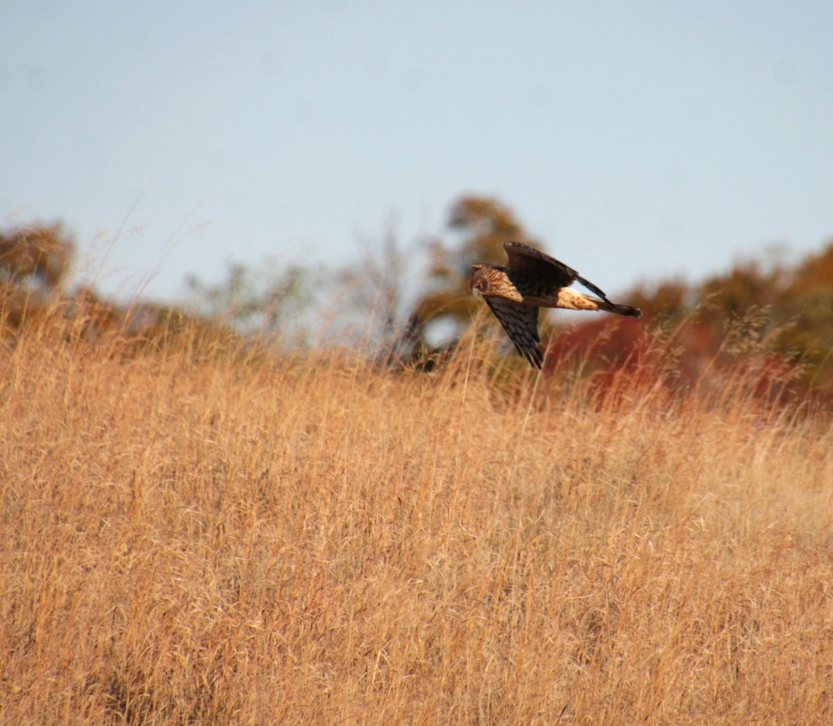 moták severoamerický - ML644876660