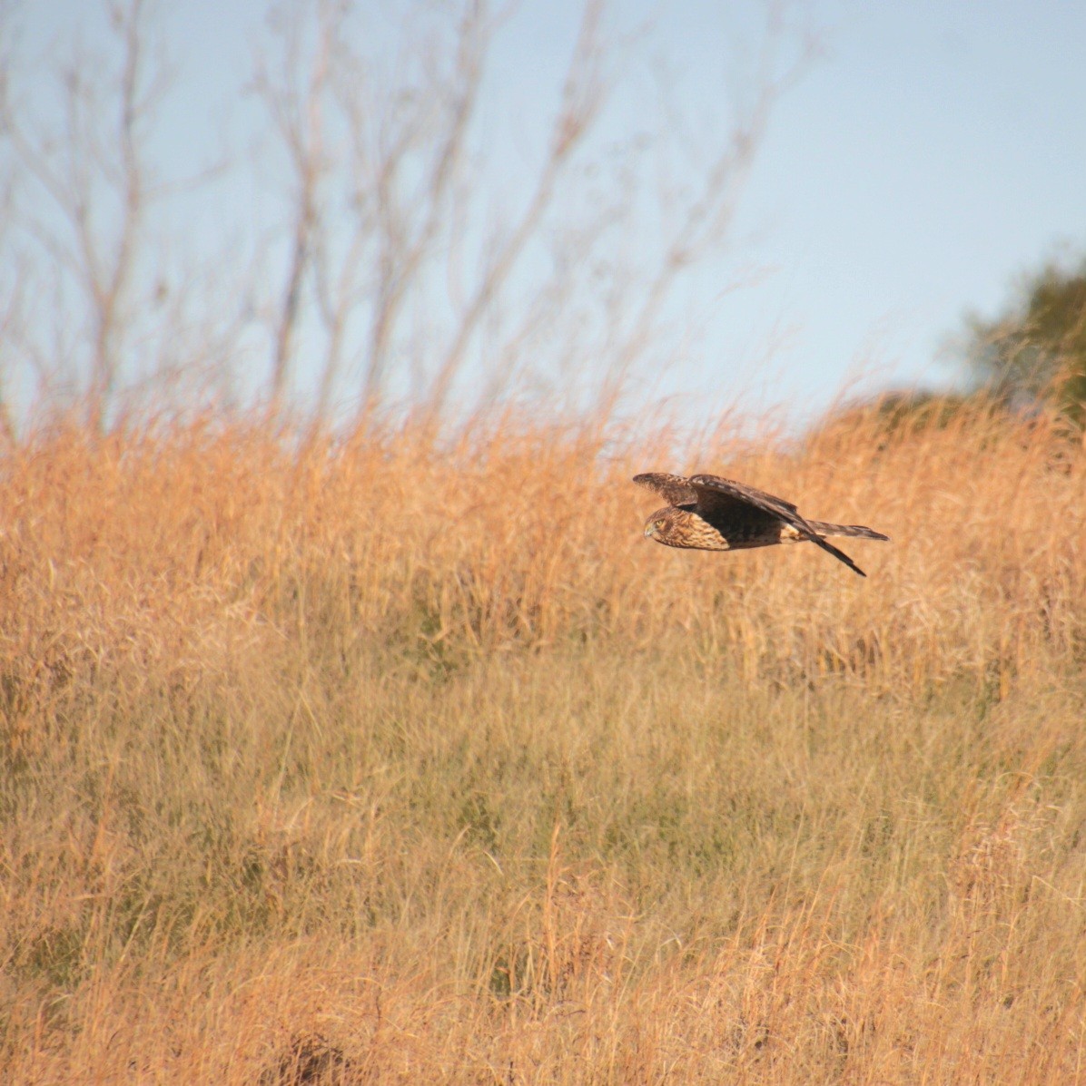 moták severoamerický - ML644876661