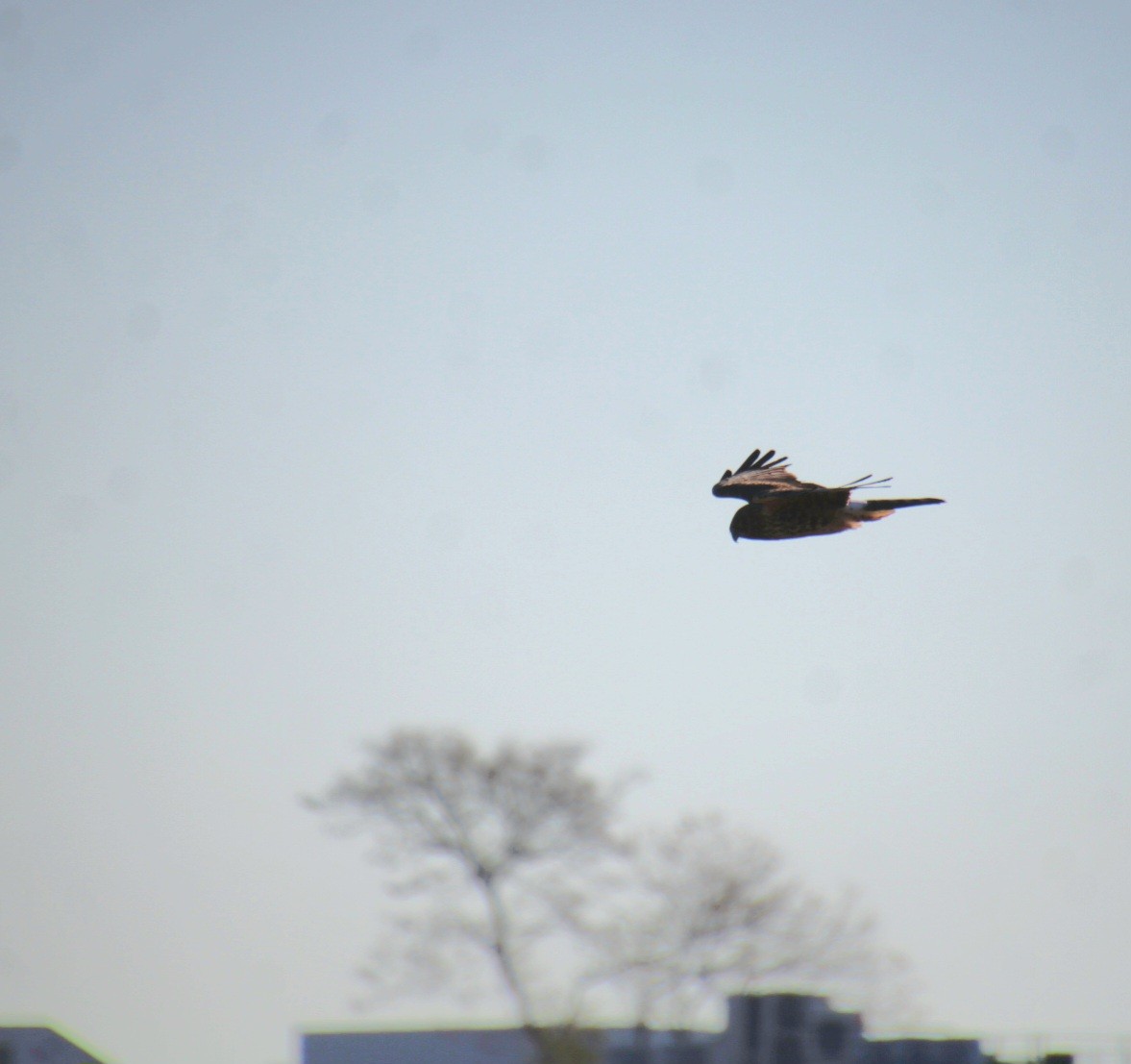 moták severoamerický - ML644876662