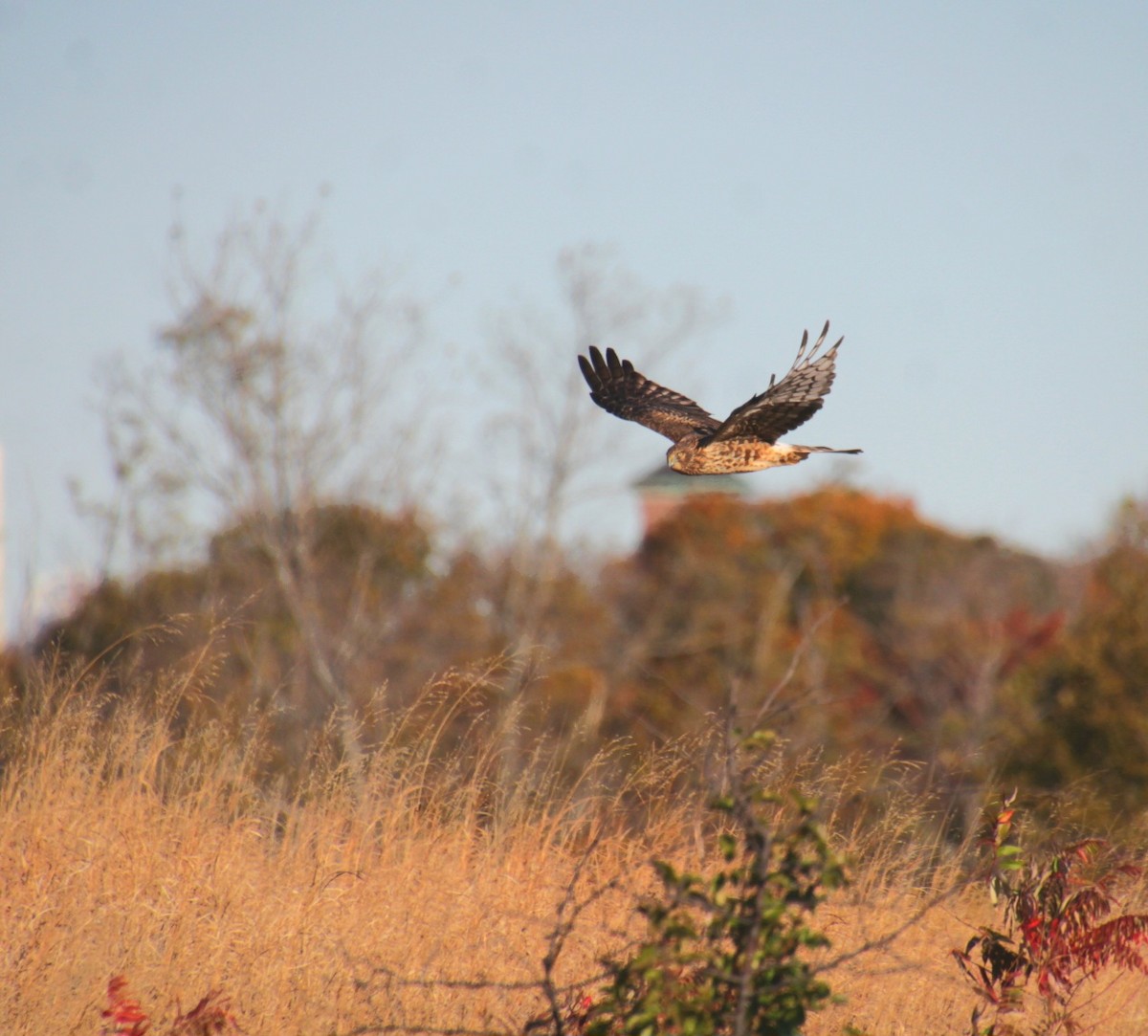 moták severoamerický - ML644876663