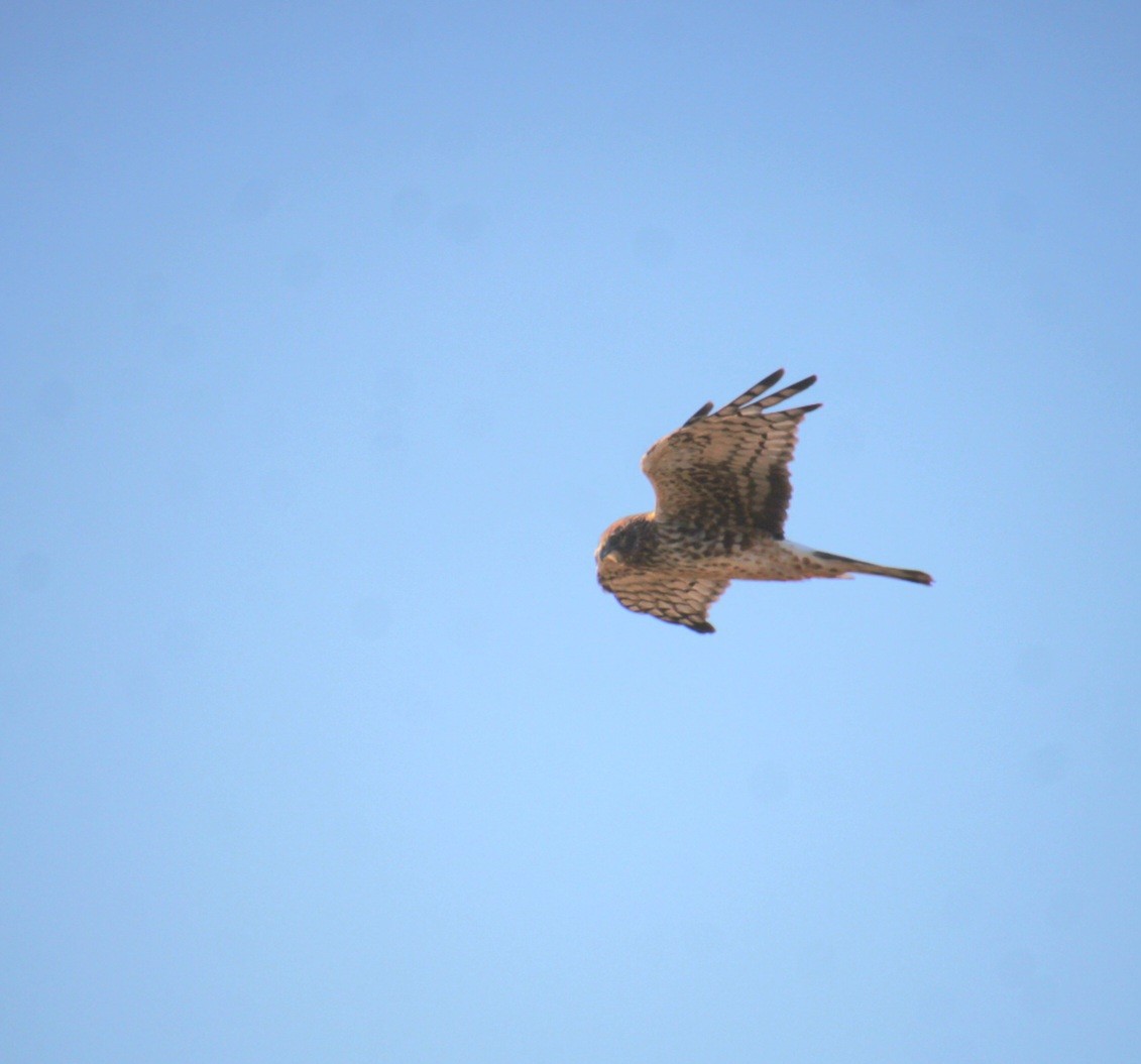 moták severoamerický - ML644876664