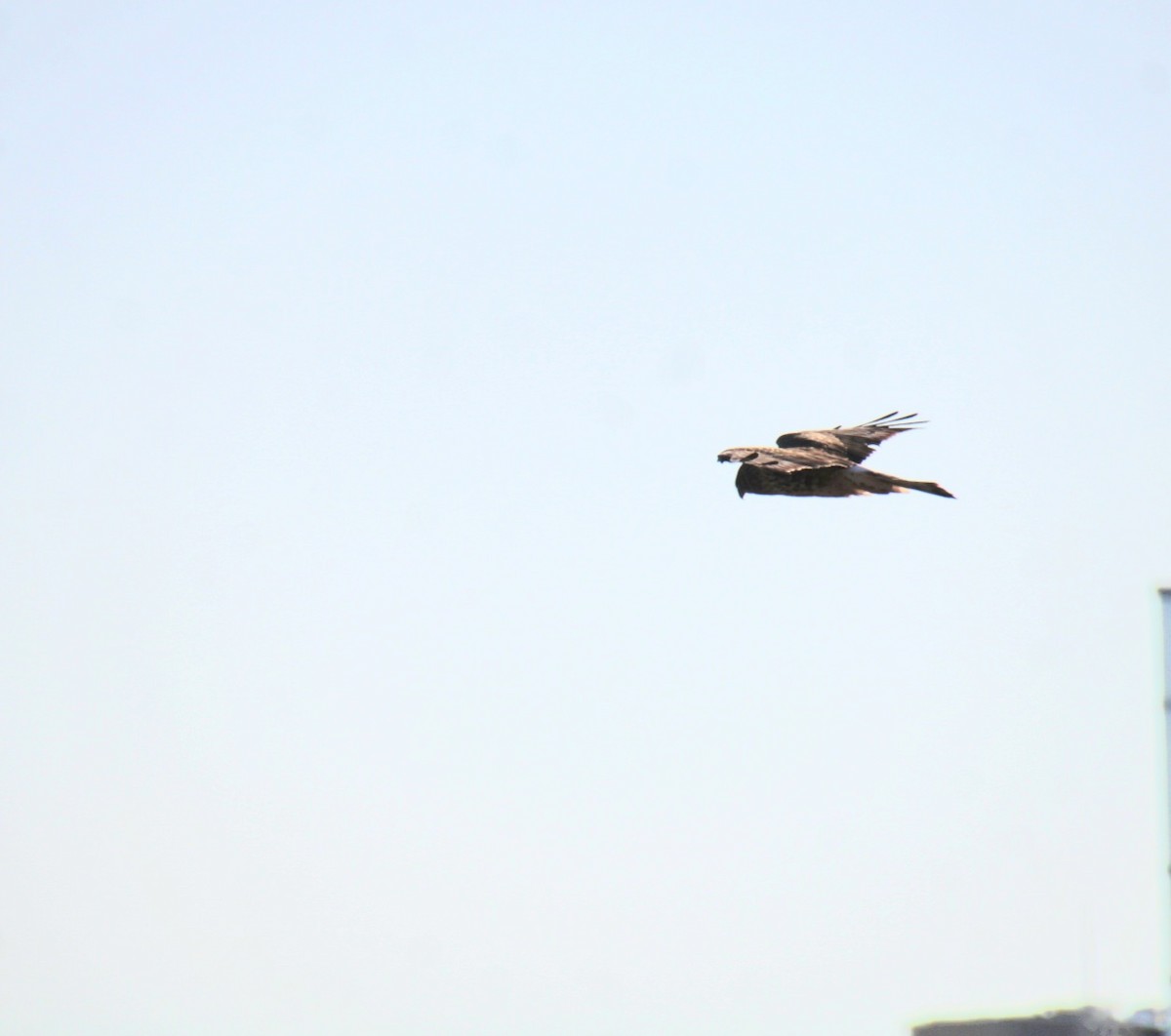 moták severoamerický - ML644876665