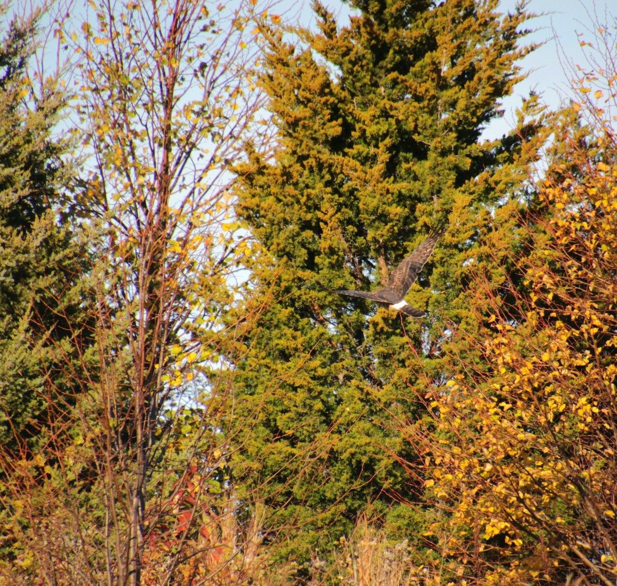 moták severoamerický - ML644876666