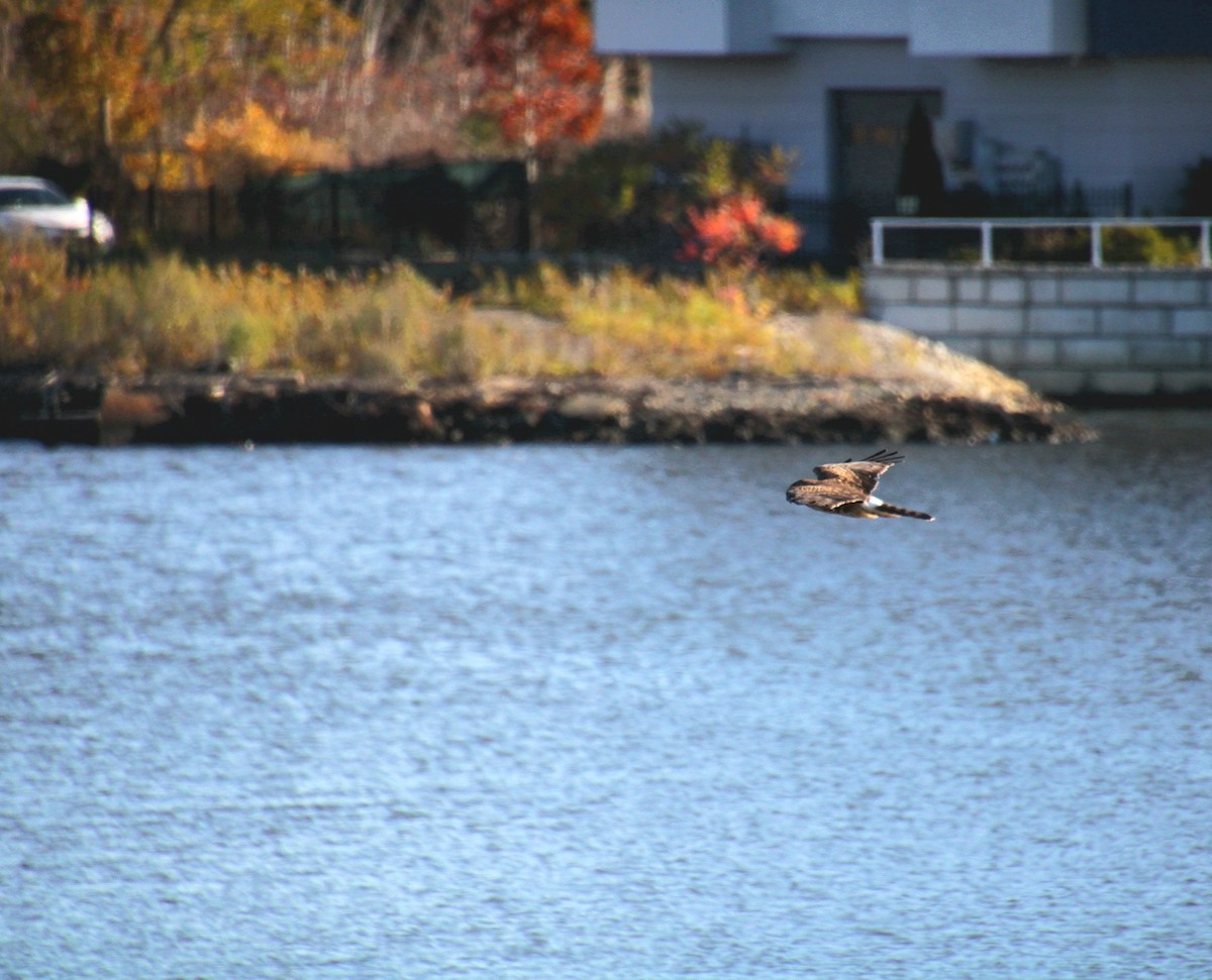 moták severoamerický - ML644876667