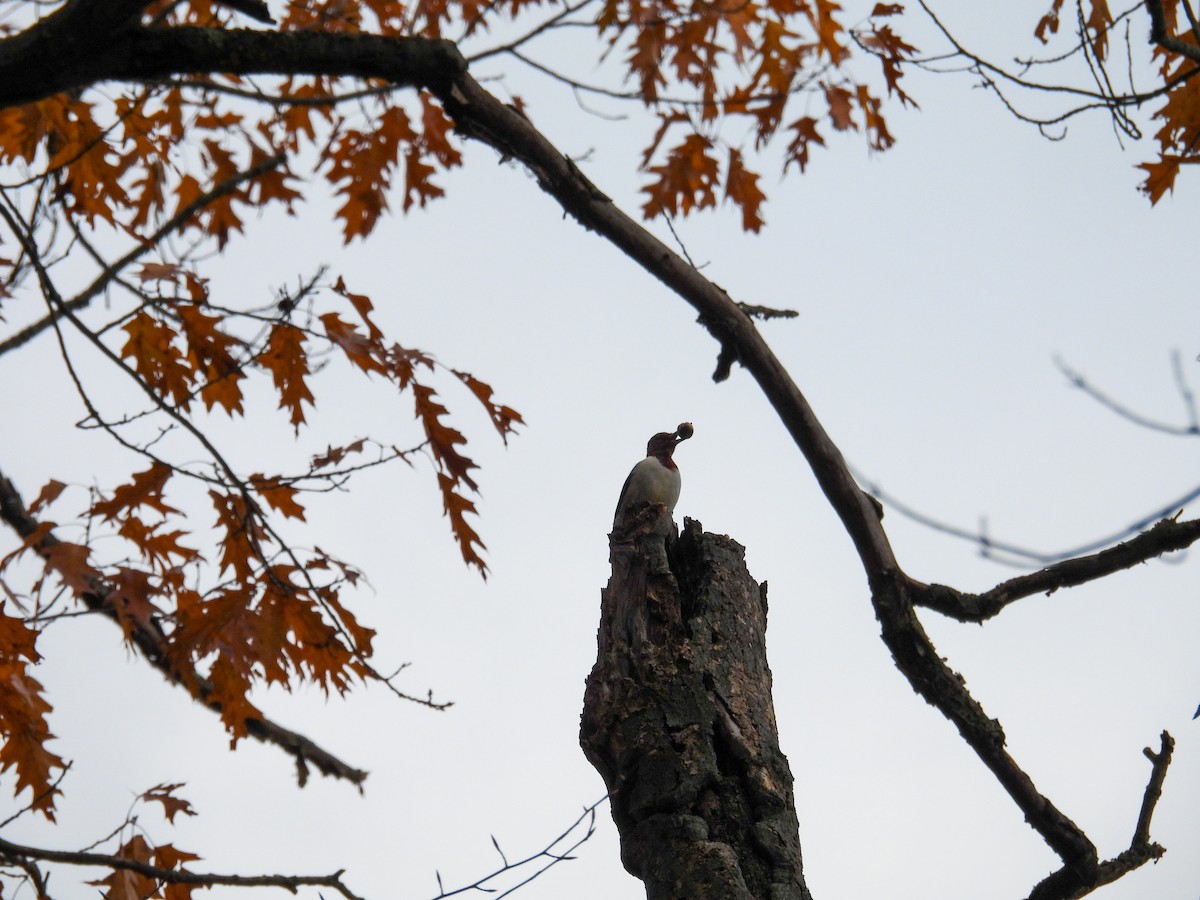 Red-headed Woodpecker - ML644876673