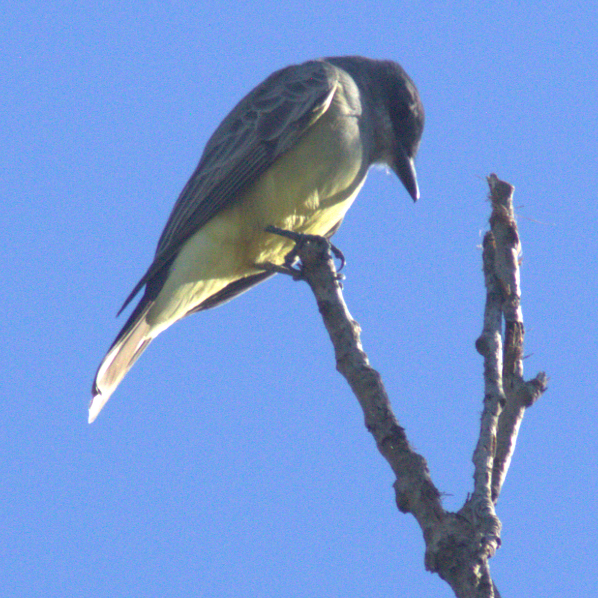 Cassin's Kingbird - ML644876679