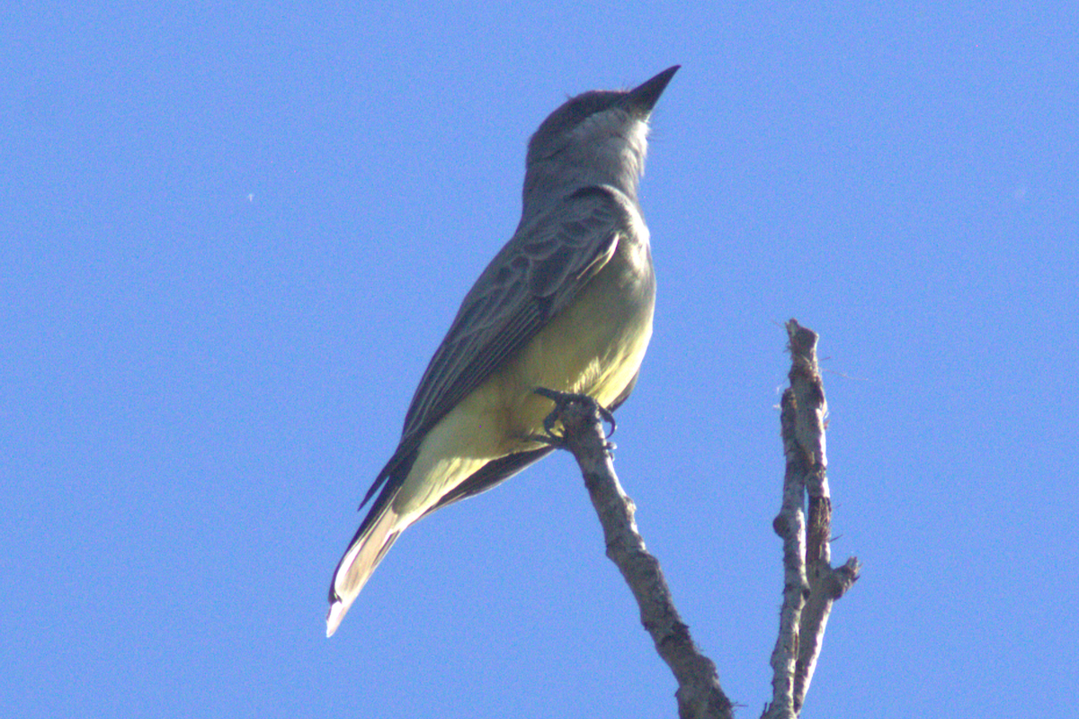 Cassin's Kingbird - ML644876680