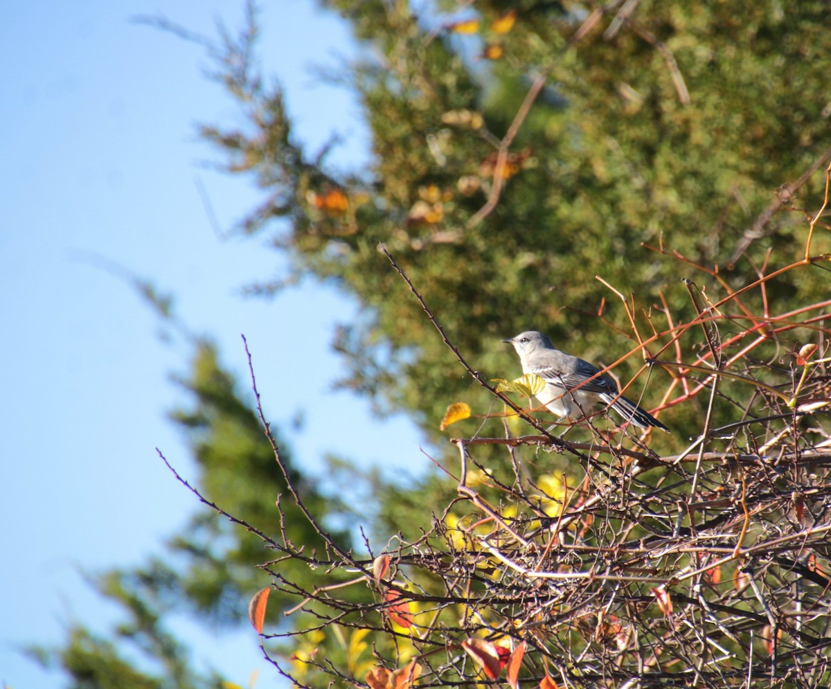 Northern Mockingbird - ML644876681