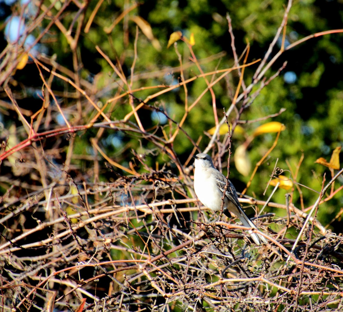 Northern Mockingbird - ML644876682