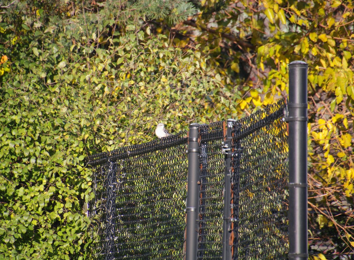 Northern Mockingbird - ML644876683