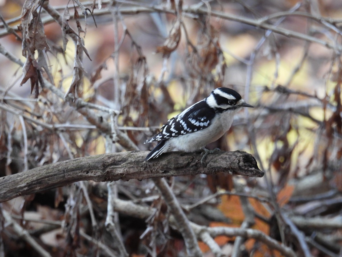 Downy Woodpecker - ML644876685