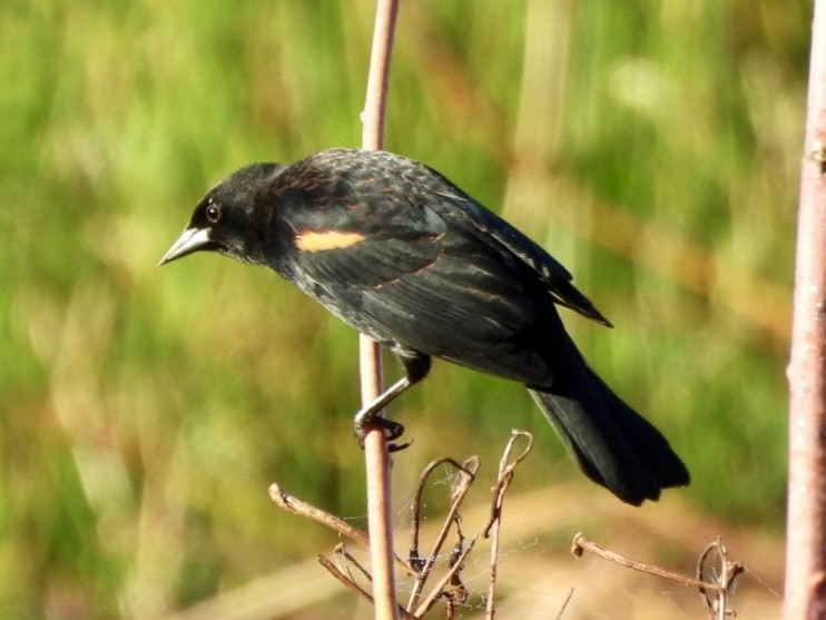 Red-winged Blackbird - ML644876692