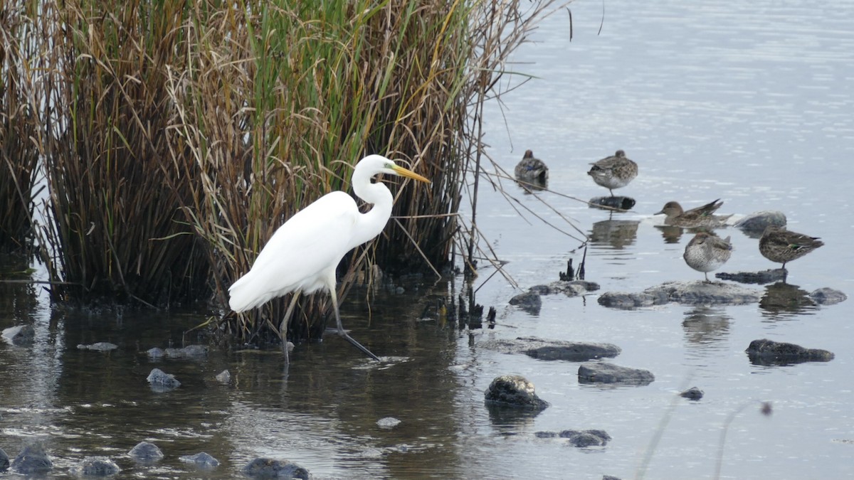 Great Egret - ML644876694
