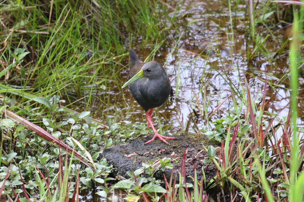 Râle noirâtre - ML644876697