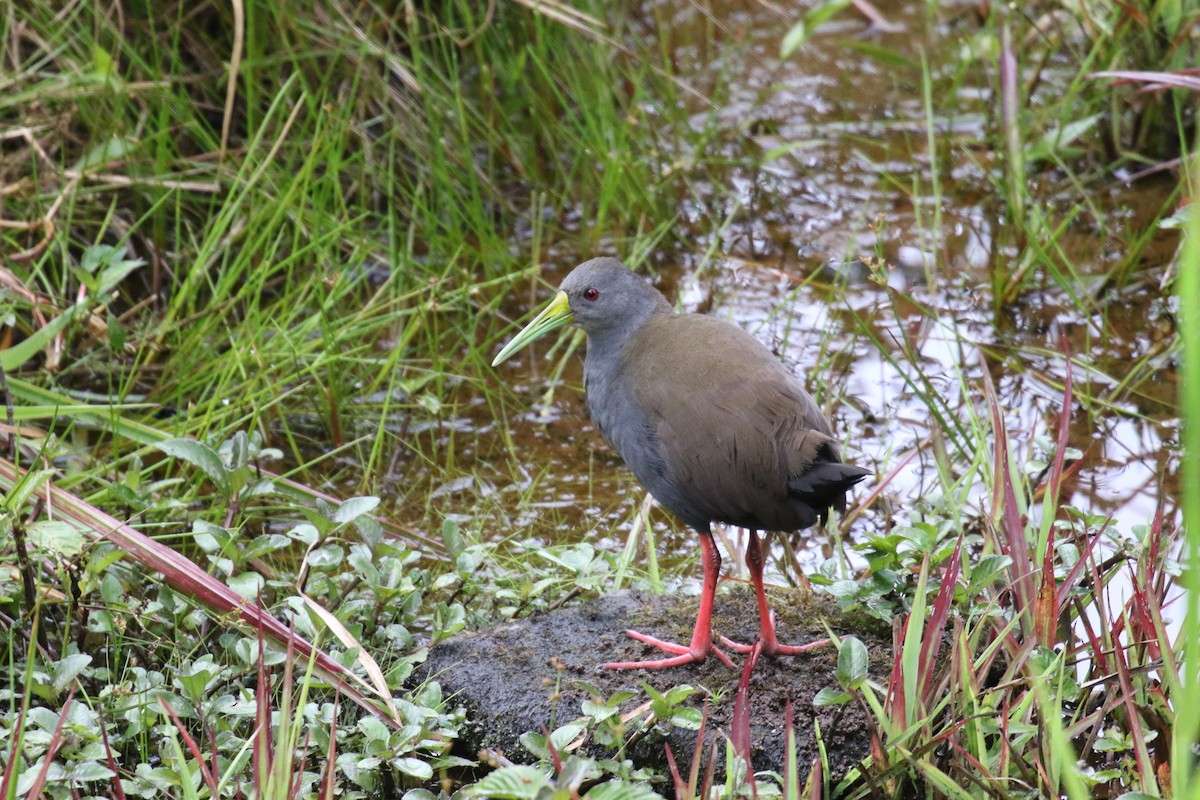 Râle noirâtre - ML644876698