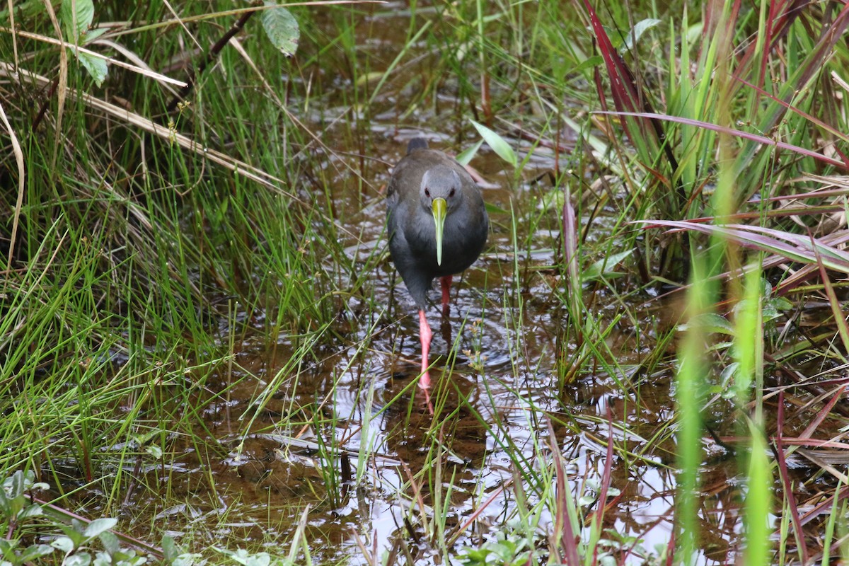 Râle noirâtre - ML644876699