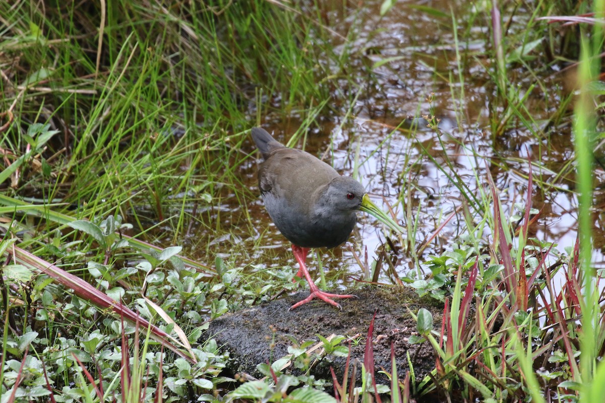 Râle noirâtre - ML644876700