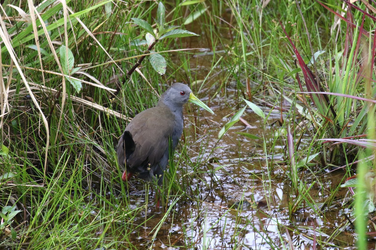 Râle noirâtre - ML644876702