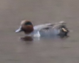 čírka obecná - ML644876712