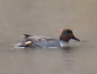 čírka obecná - ML644876713