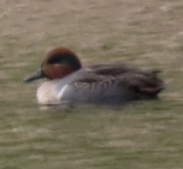 čírka obecná - ML644876714