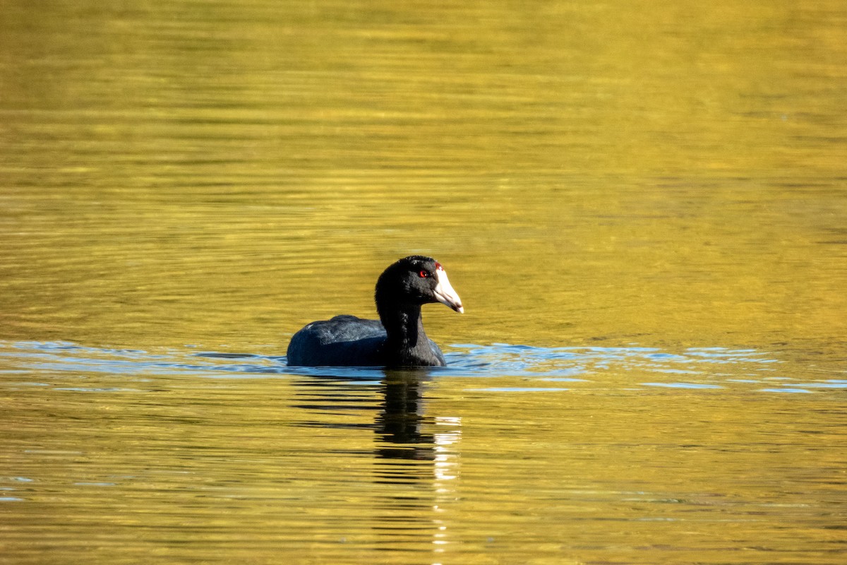 American Coot - ML644876718
