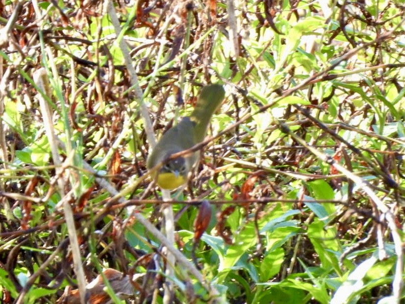 Common Yellowthroat - ML644876721