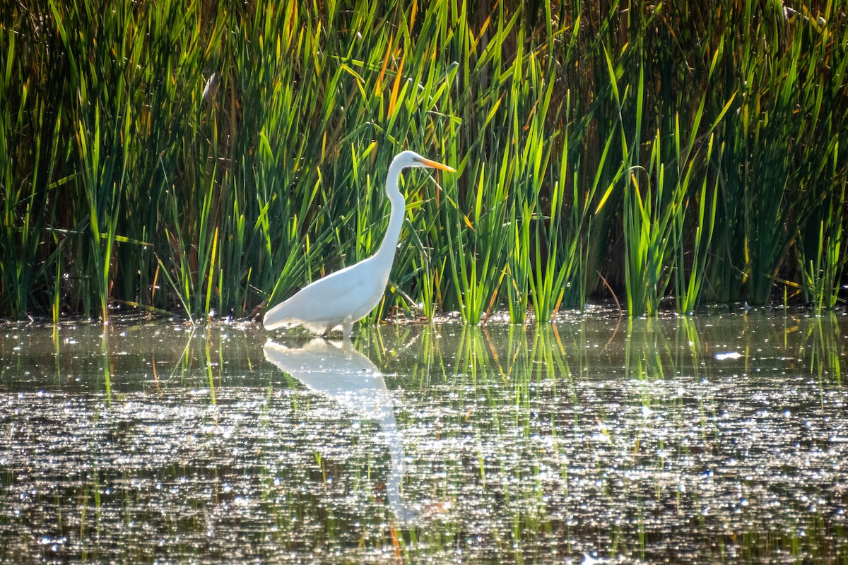 Great Egret - ML644876722