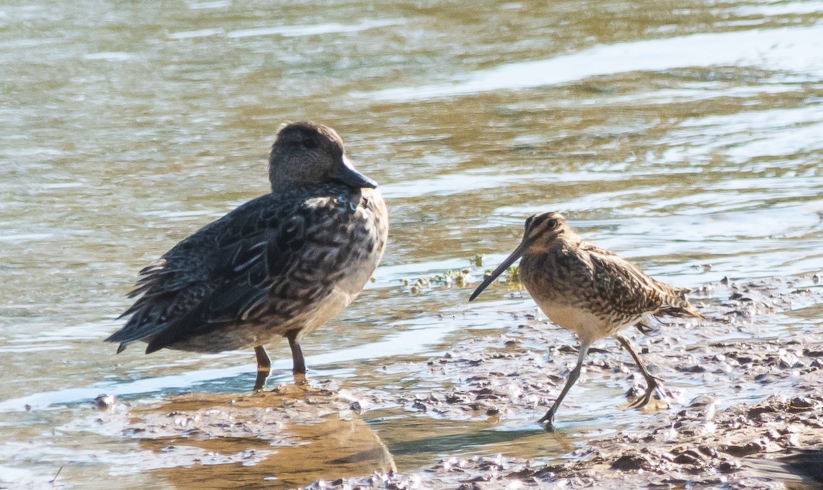 Common Snipe - ML644876724