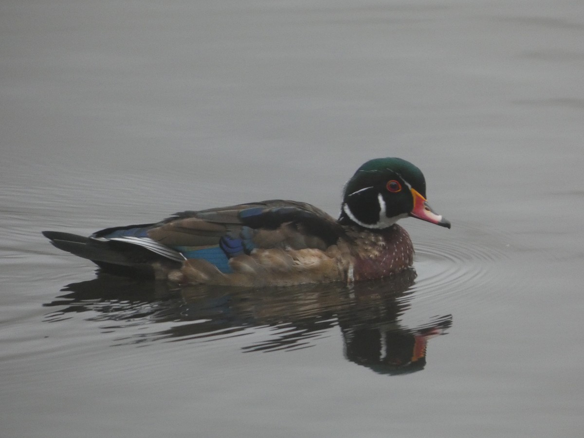 Ahate karolinarra - ML644876730