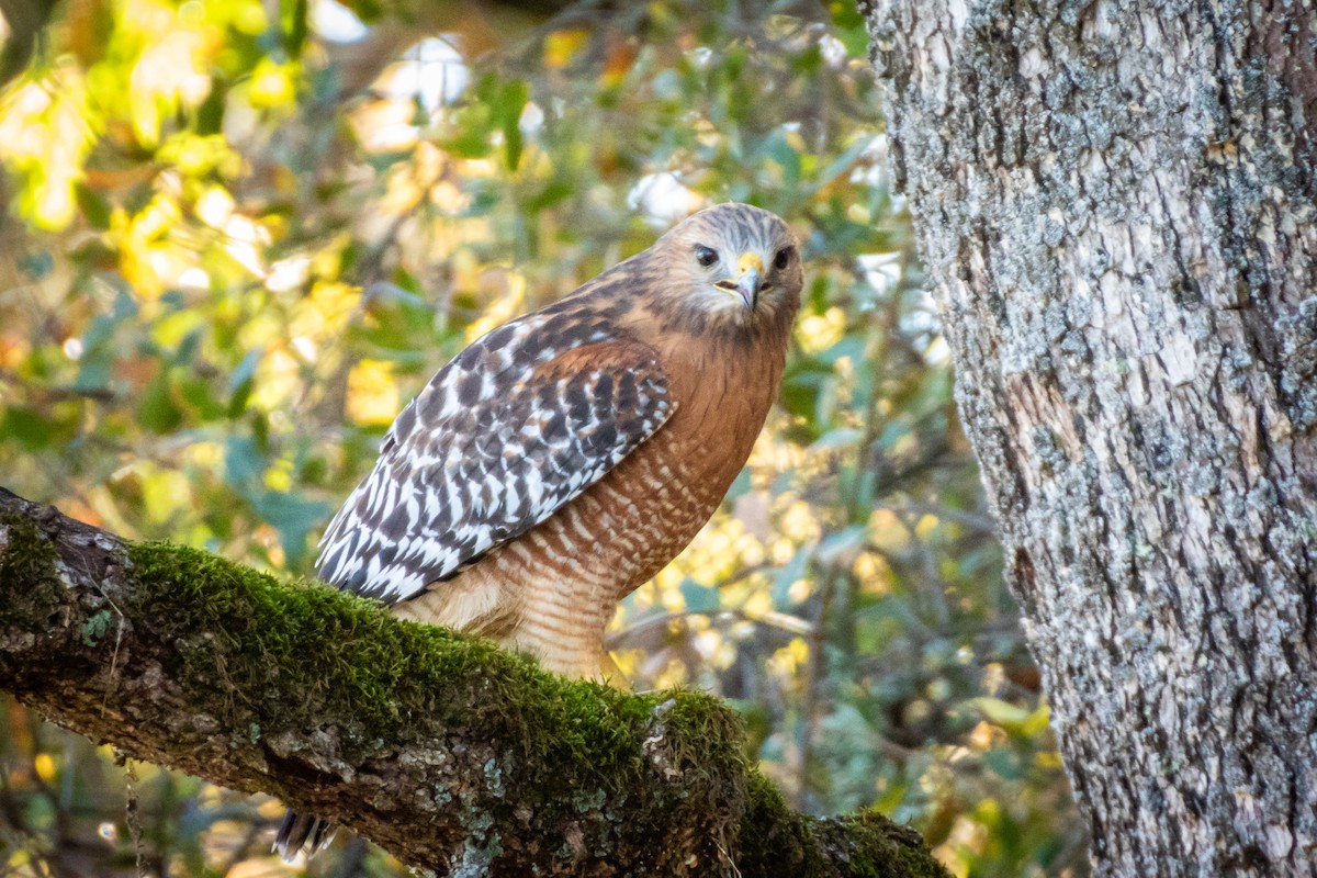 Red-shouldered Hawk - ML644876735