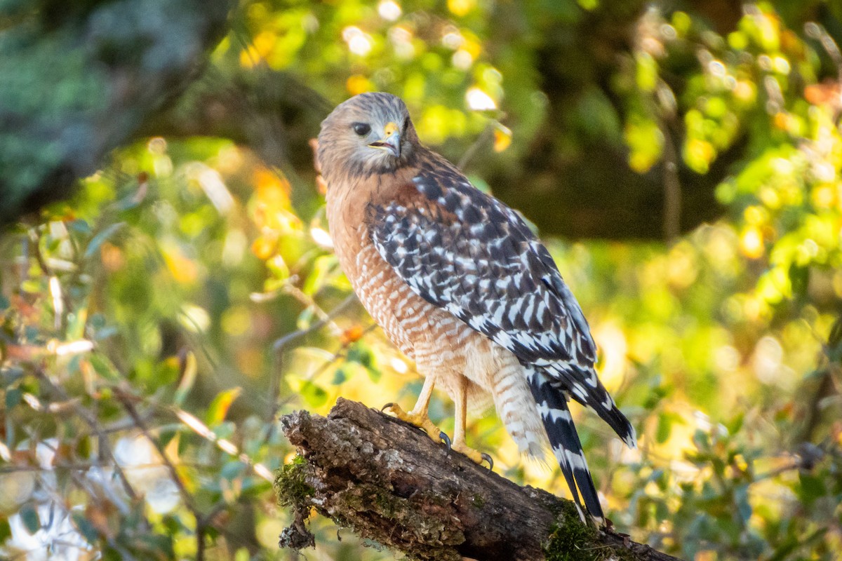 Red-shouldered Hawk - ML644876736