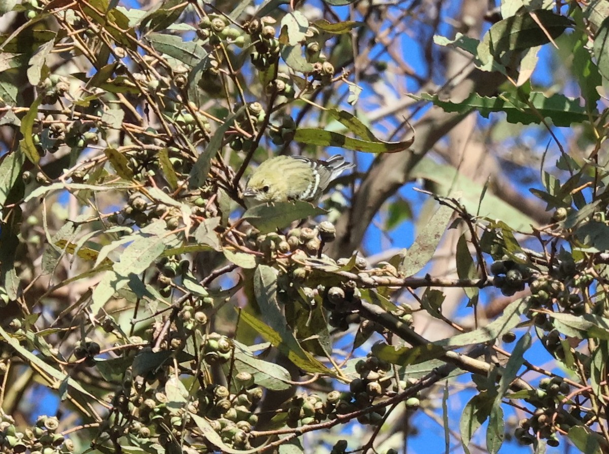 Пісняр-лісовик каштановий - ML644876742