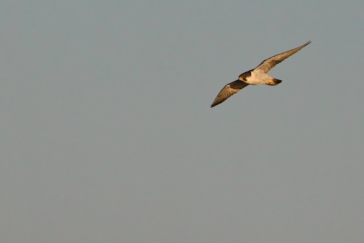 Peregrine Falcon (Barbary) - ML644876771
