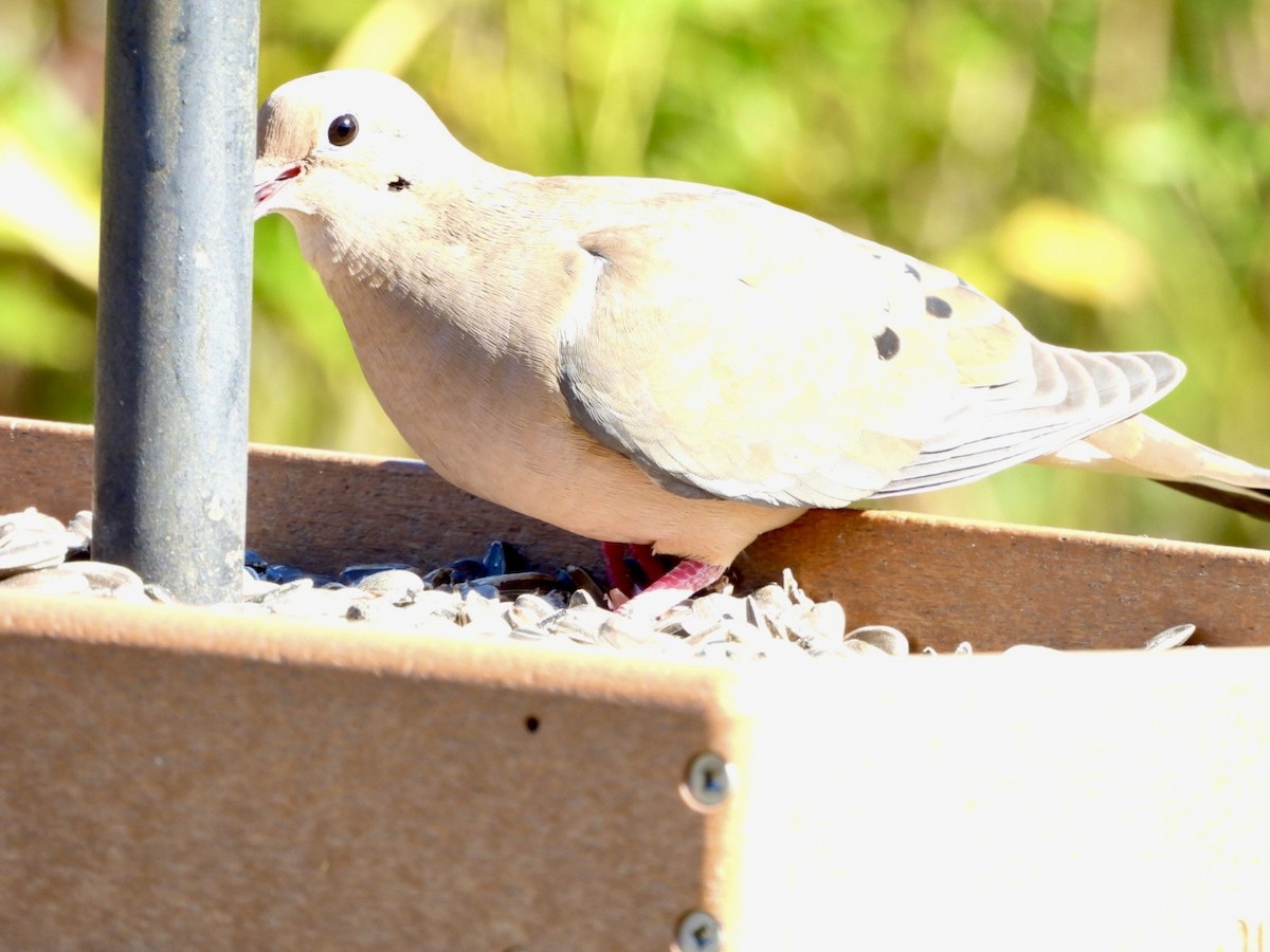 Mourning Dove - ML644876778