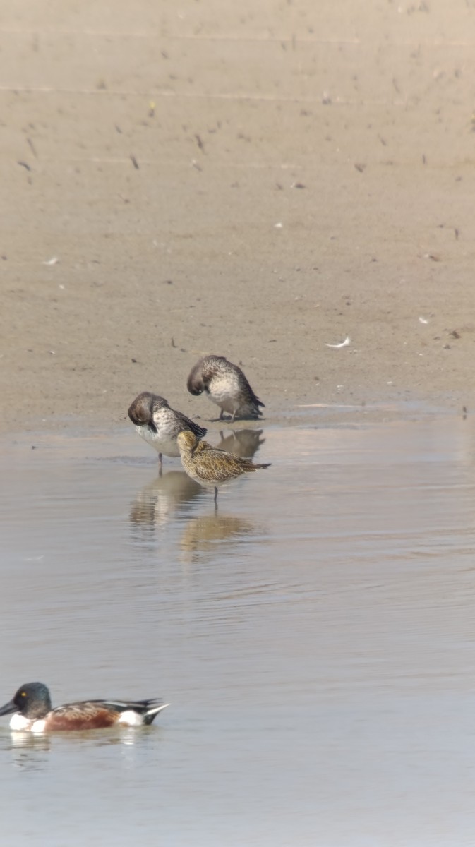 Сивка звичайна - ML644876795