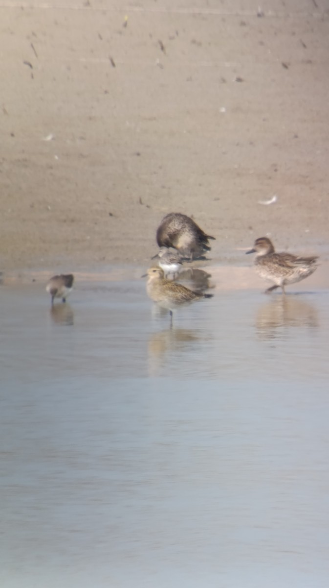 Сивка звичайна - ML644876807