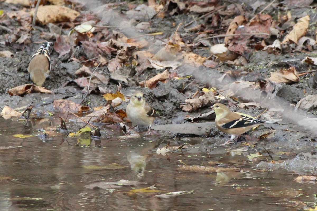 Altın İskete - ML644876817