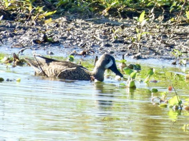 Синекрылый чирок - ML644876820