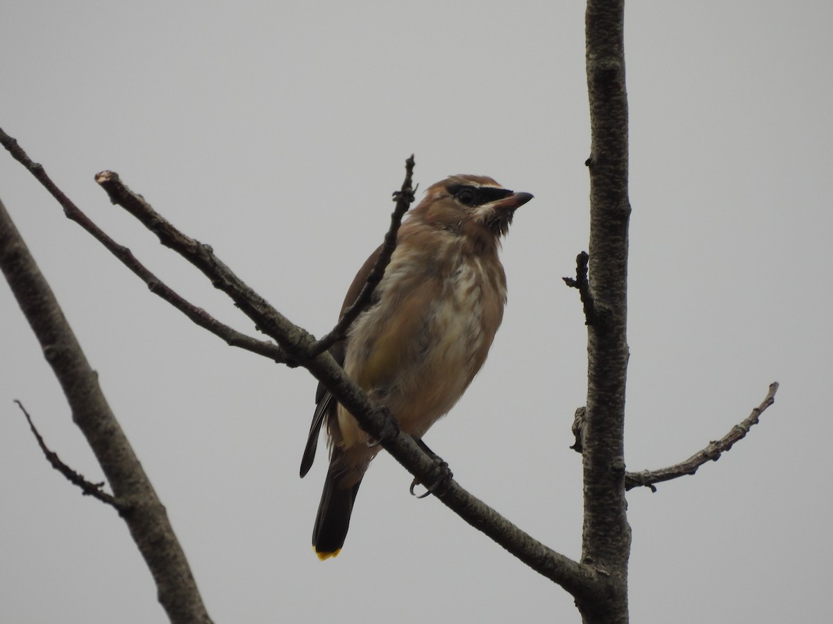 Jaseur d'Amérique - ML644876824